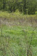 Imagem de Verbascum blattaria L.