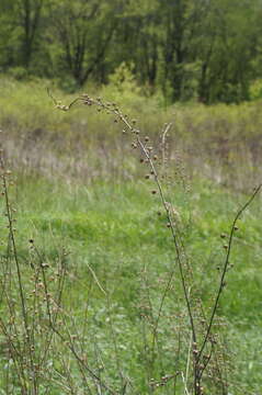 Imagem de Verbascum blattaria L.