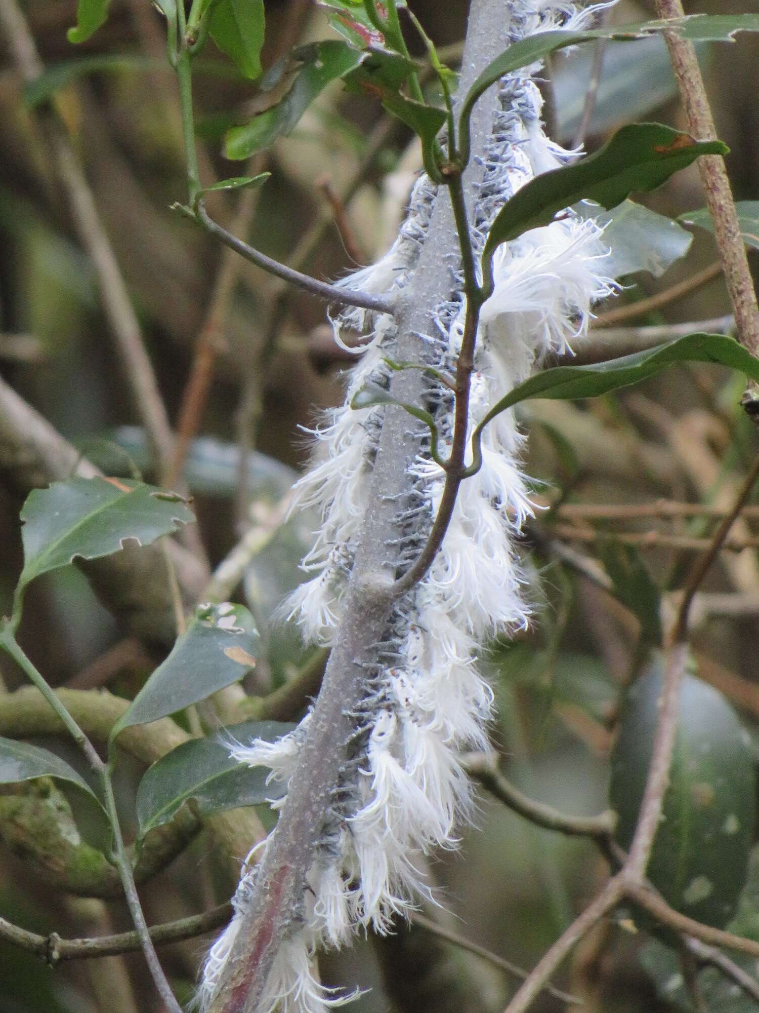 Image of Salacia gerrardii Lam. ex Sprague