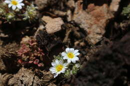 Image of Oriastrum pusillum (D. Don) Poepp. & Endl.