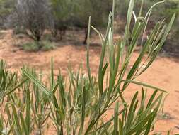 Image of Alectryon oleifolius subsp. canescens S. Reyn.