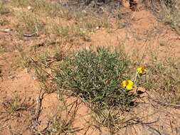 Image of Rocky Mountain zinnia