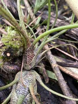 Image of Tillandsia butzii Mez