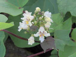 Image of Chinese catalpa