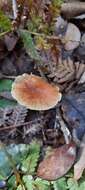 Image de Rhodocollybia incarnata (G. Stev.) J. A. Cooper 2014