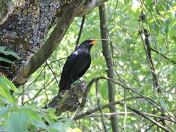 Image of Himalayan Woodpecker