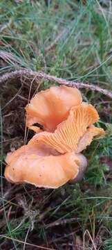 Image of velvet chanterelle