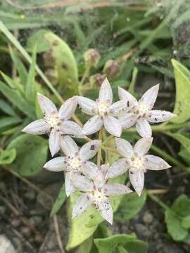 Image of Asclepias brevicuspis (E. Mey.) Schltr.