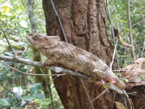 Image of Short-horned Chameleon