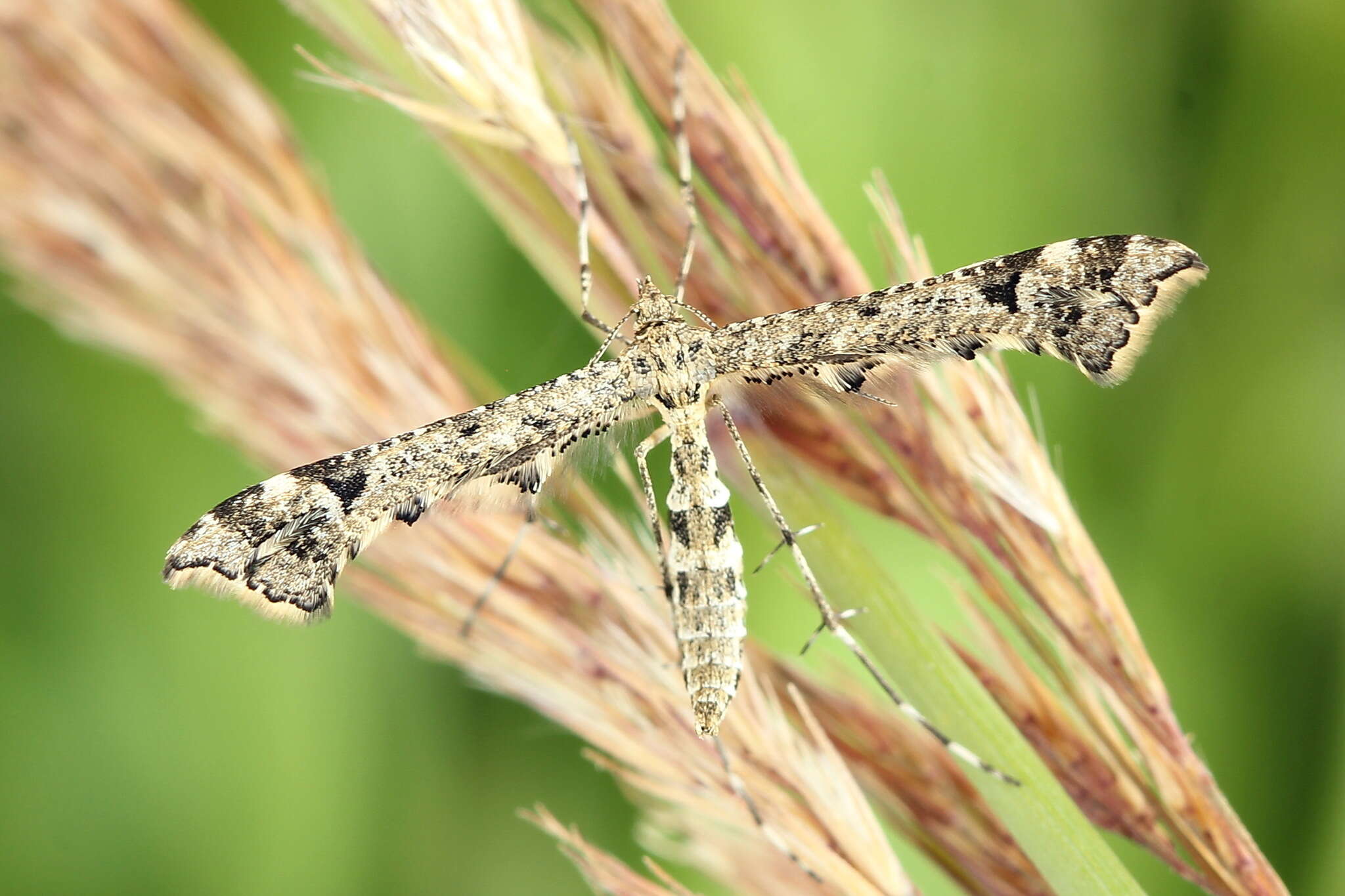 Image of brindled plume