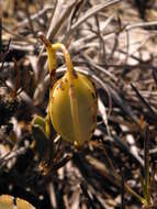 Image of Cattleya rupestris (Lindl.) Van den Berg