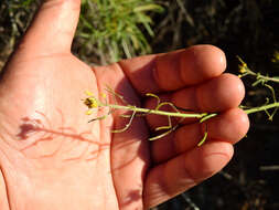 Image of Descurainia erodiifolia (Phil.) Prantl ex Reiche