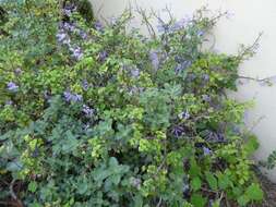 Image de Plectranthus saccatus Benth.