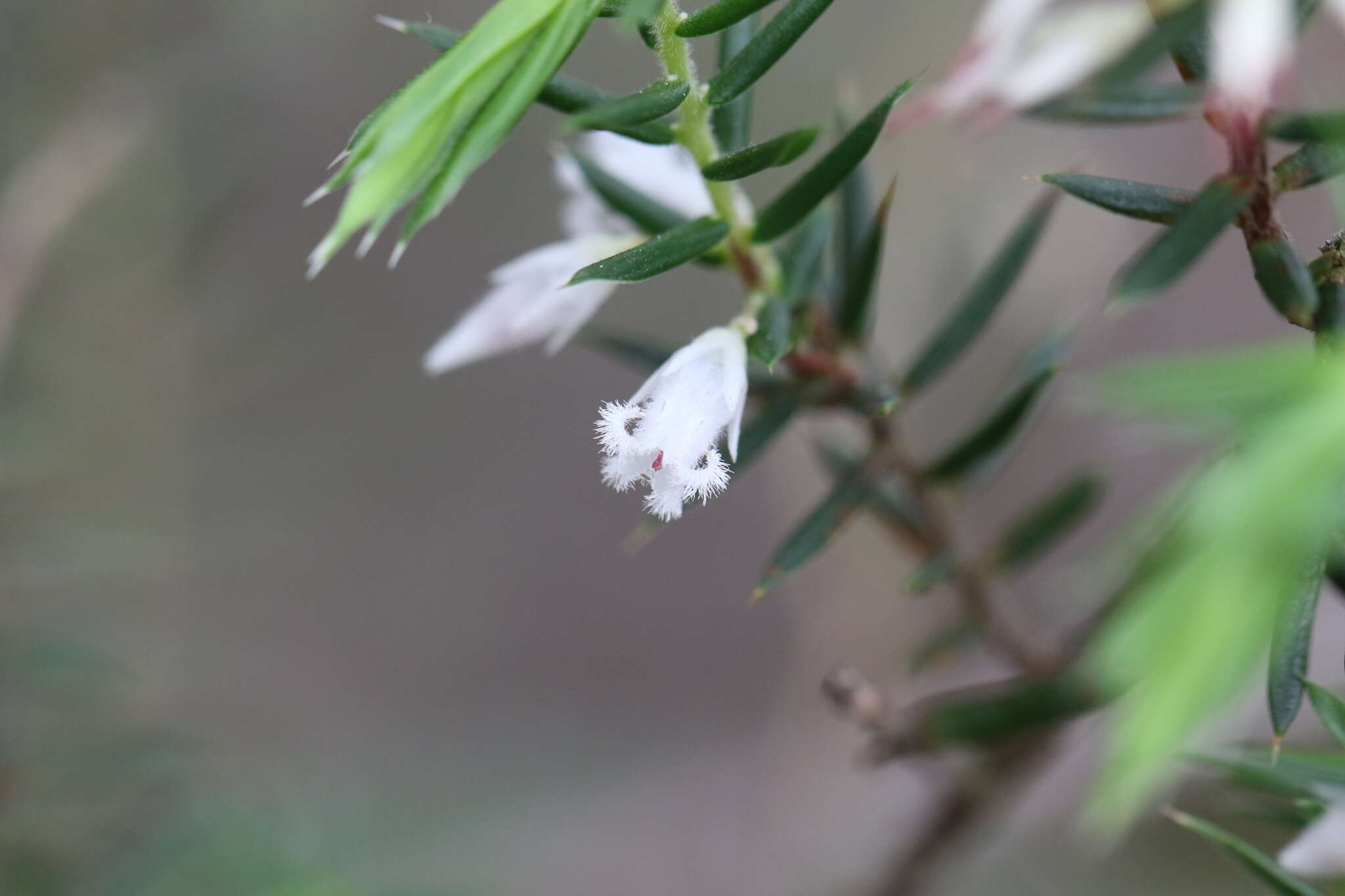 Image of Styphelia exolasia