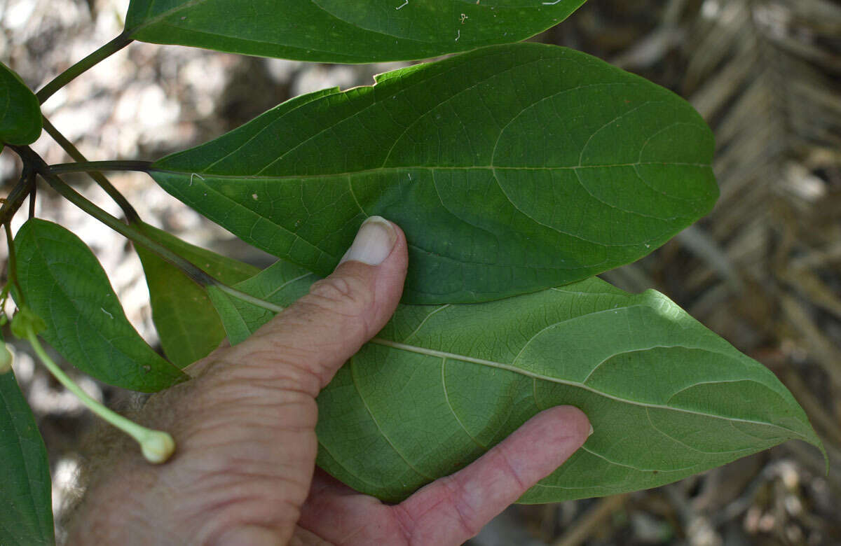 Image of Clerodendrum longiflorum var. glabrum Munir