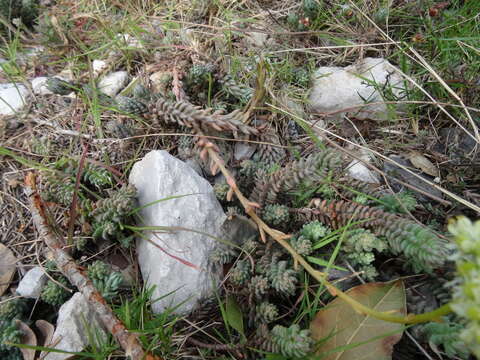 Image of Petrosedum sediforme (Jacq.) V. Grulich