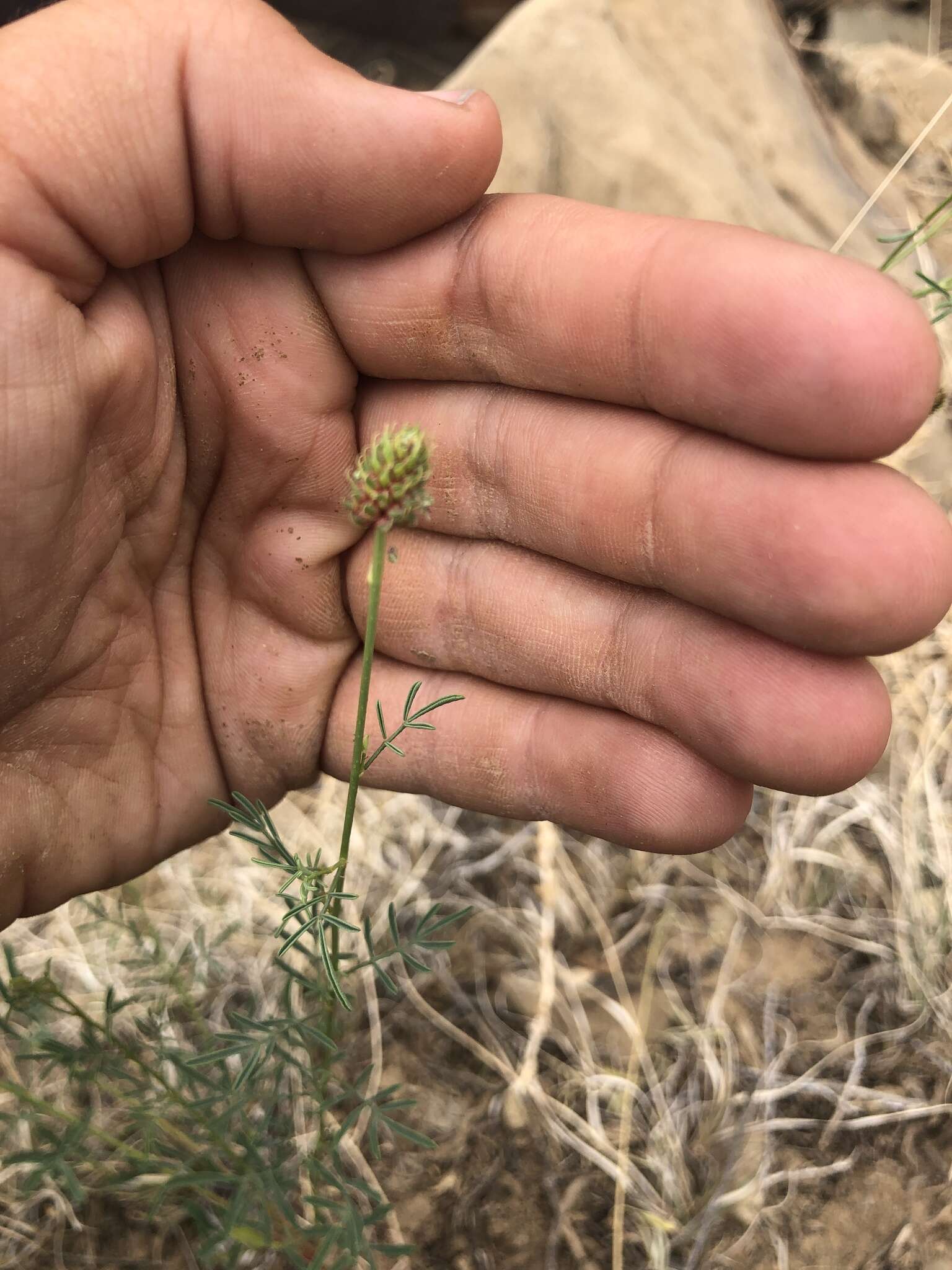 Слика од Dalea candida var. oligophylla (Torr.) Shinners