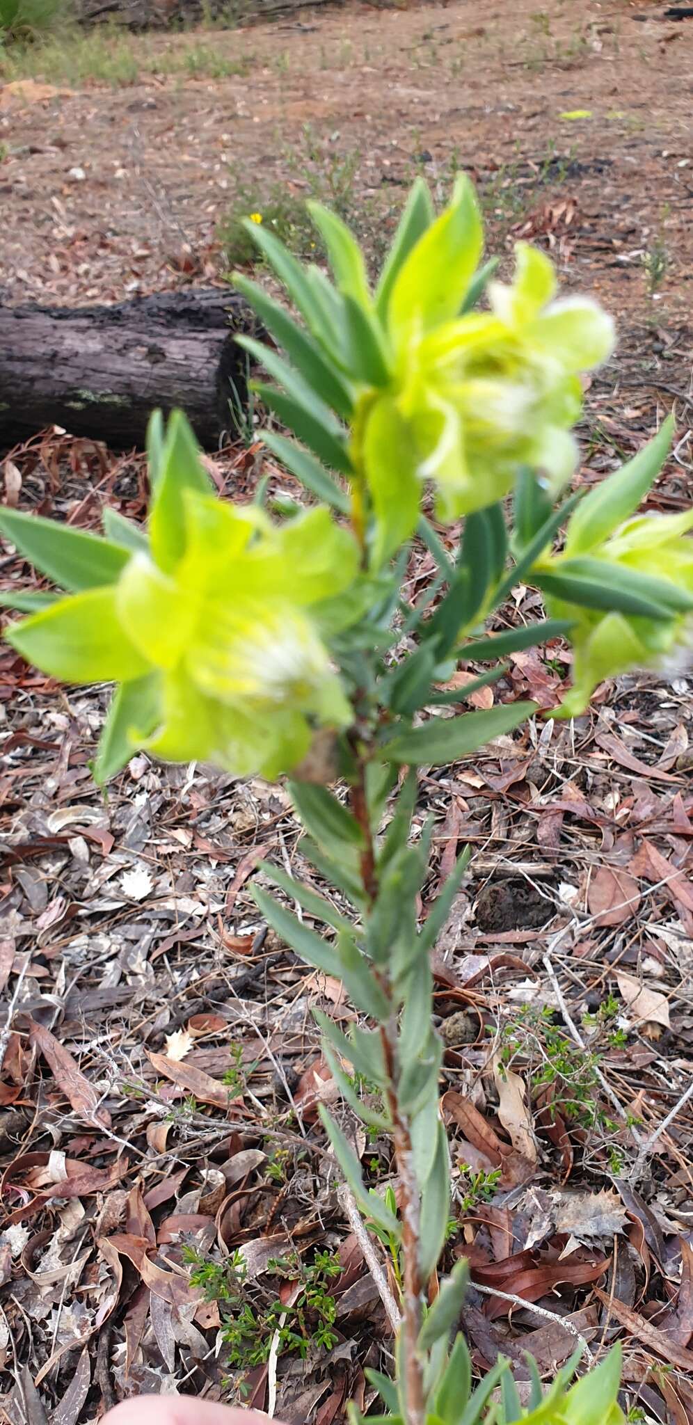 Image of Pimelea suaveolens Meissn.