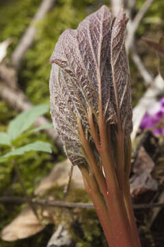 Image of Paeonia wittmanniana Hartw. ex Lindl.