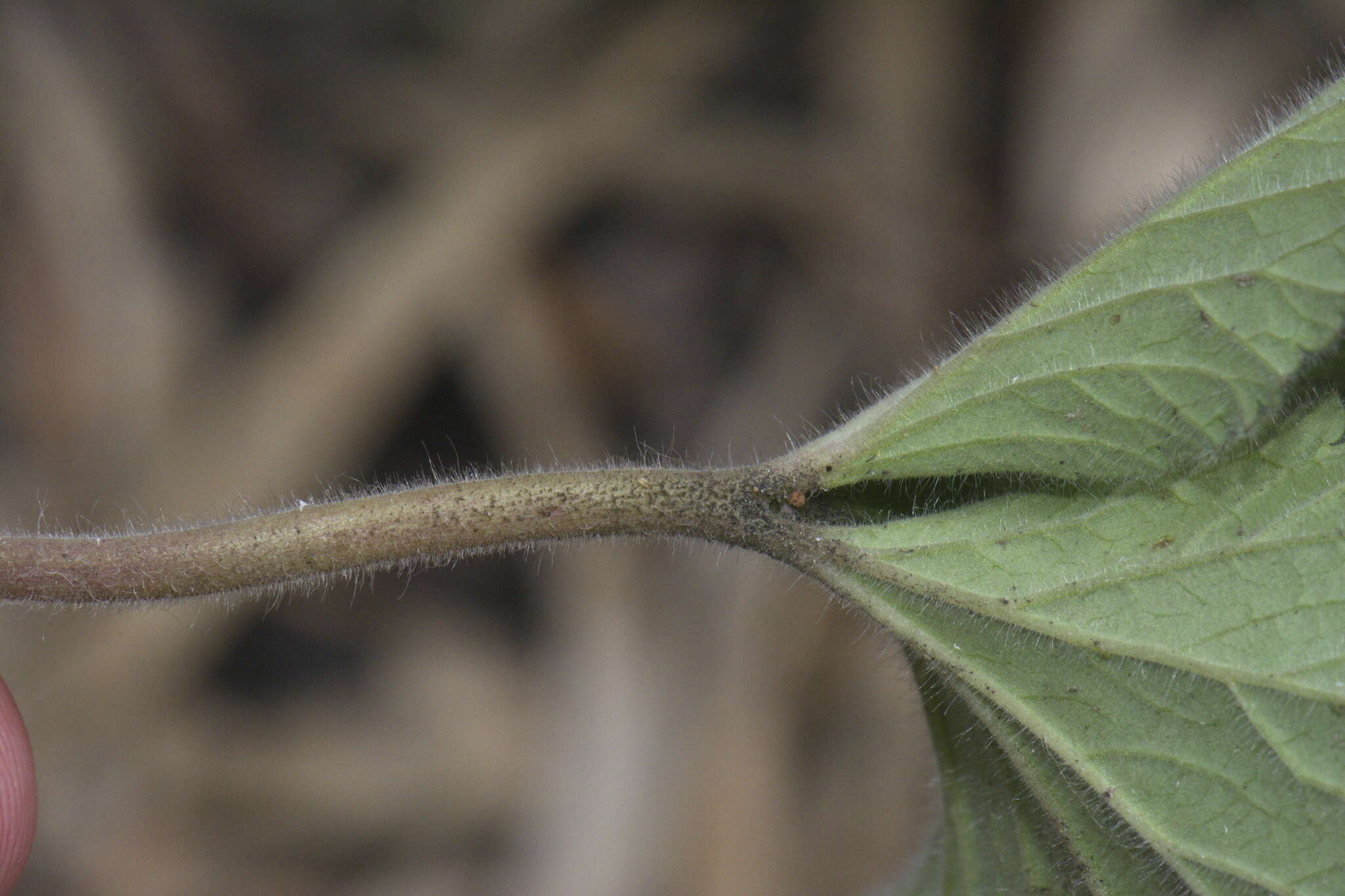 Слика од Pelargonium australe (Poir.) Jacq.