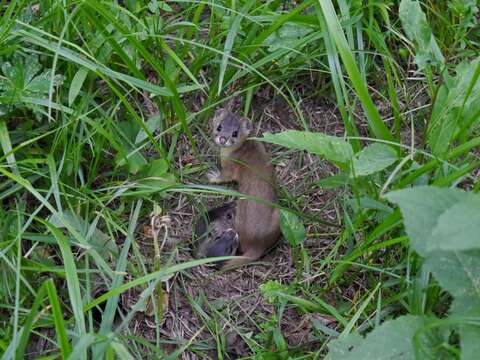 Image of Mountain Weasel