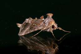 Image de Autographa precationis Guenée 1852