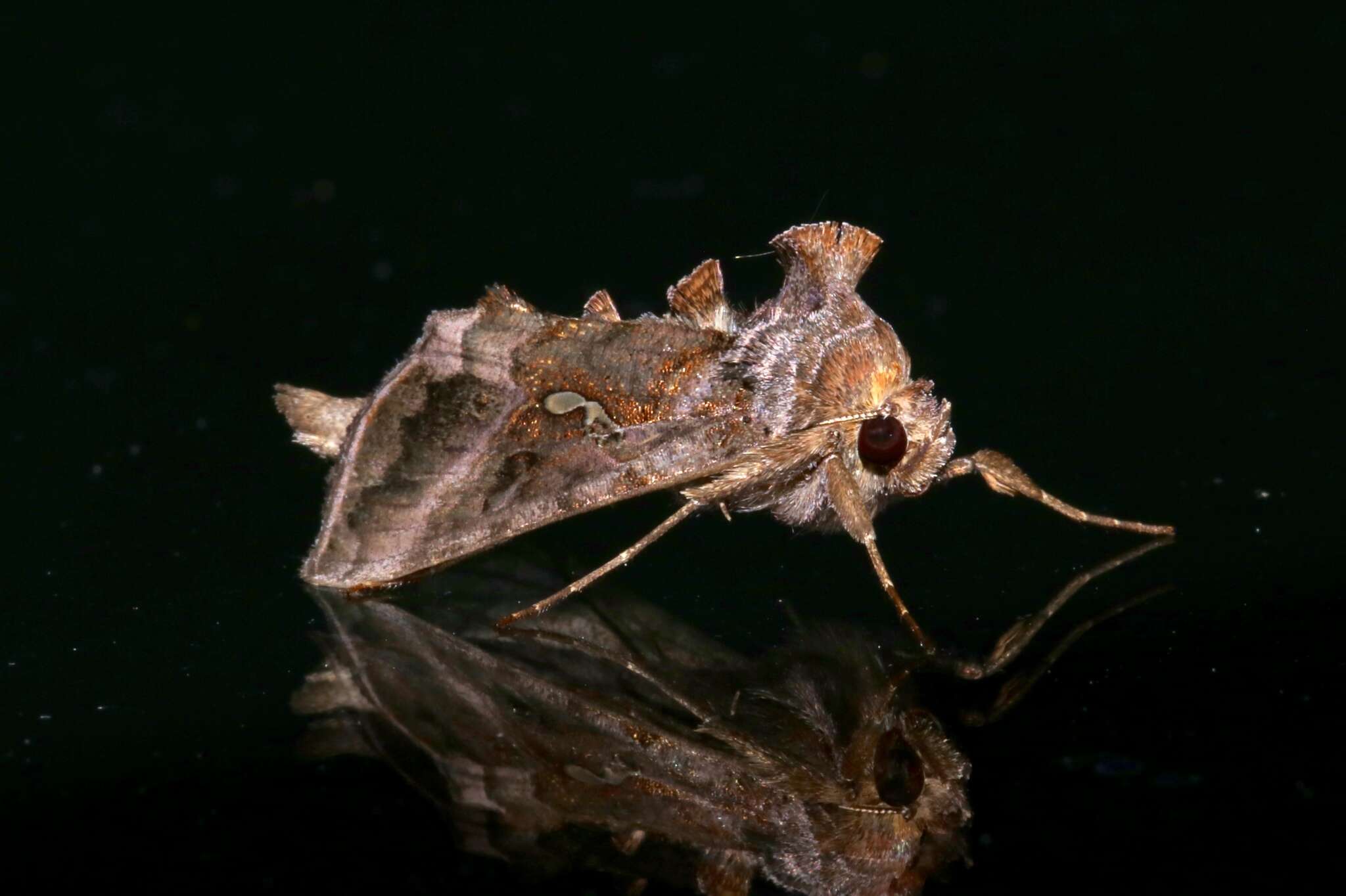 Image de Autographa precationis Guenée 1852