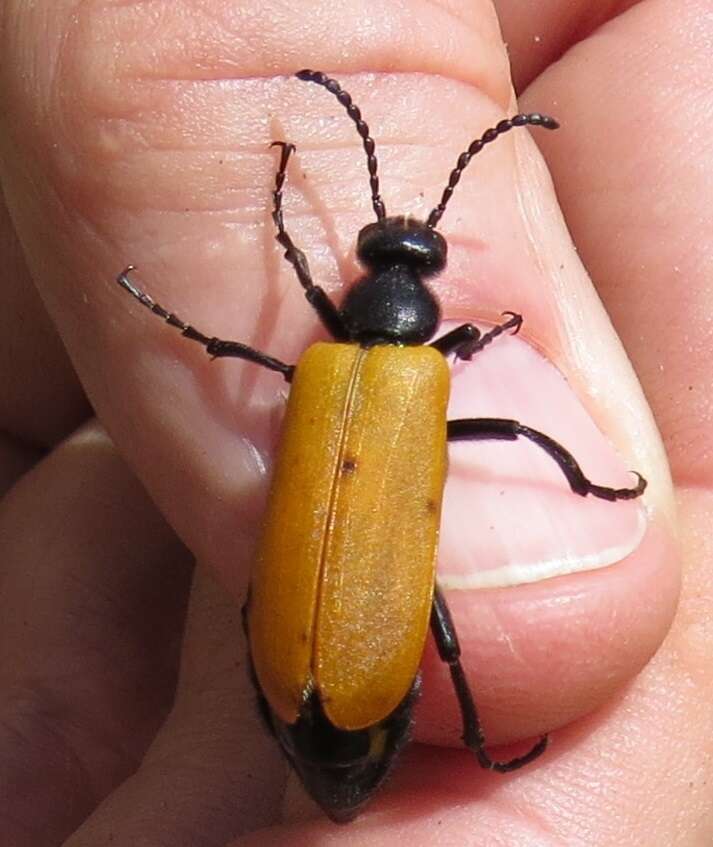 Image of Blister Beetle