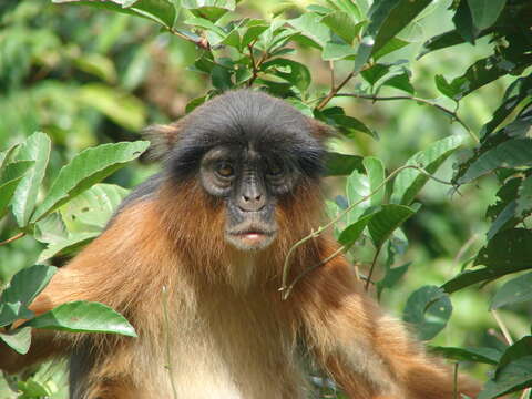 Plancia ëd Piliocolobus badius temminckii (Kuhl 1820)