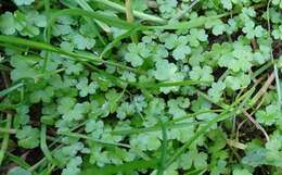 Image of Hydrocotyle americana var. heteromeria (A. Rich.) Kirk