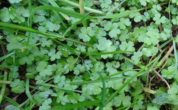 Hydrocotyle americana var. heteromeria (A. Rich.) Kirk resmi