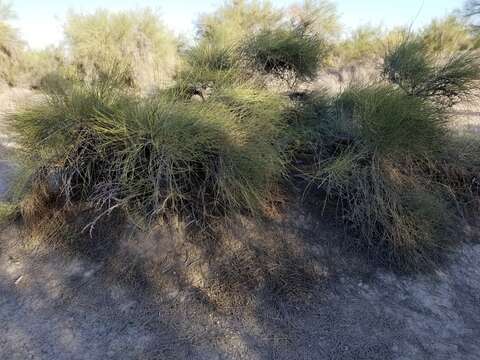 Image of American Ephedra