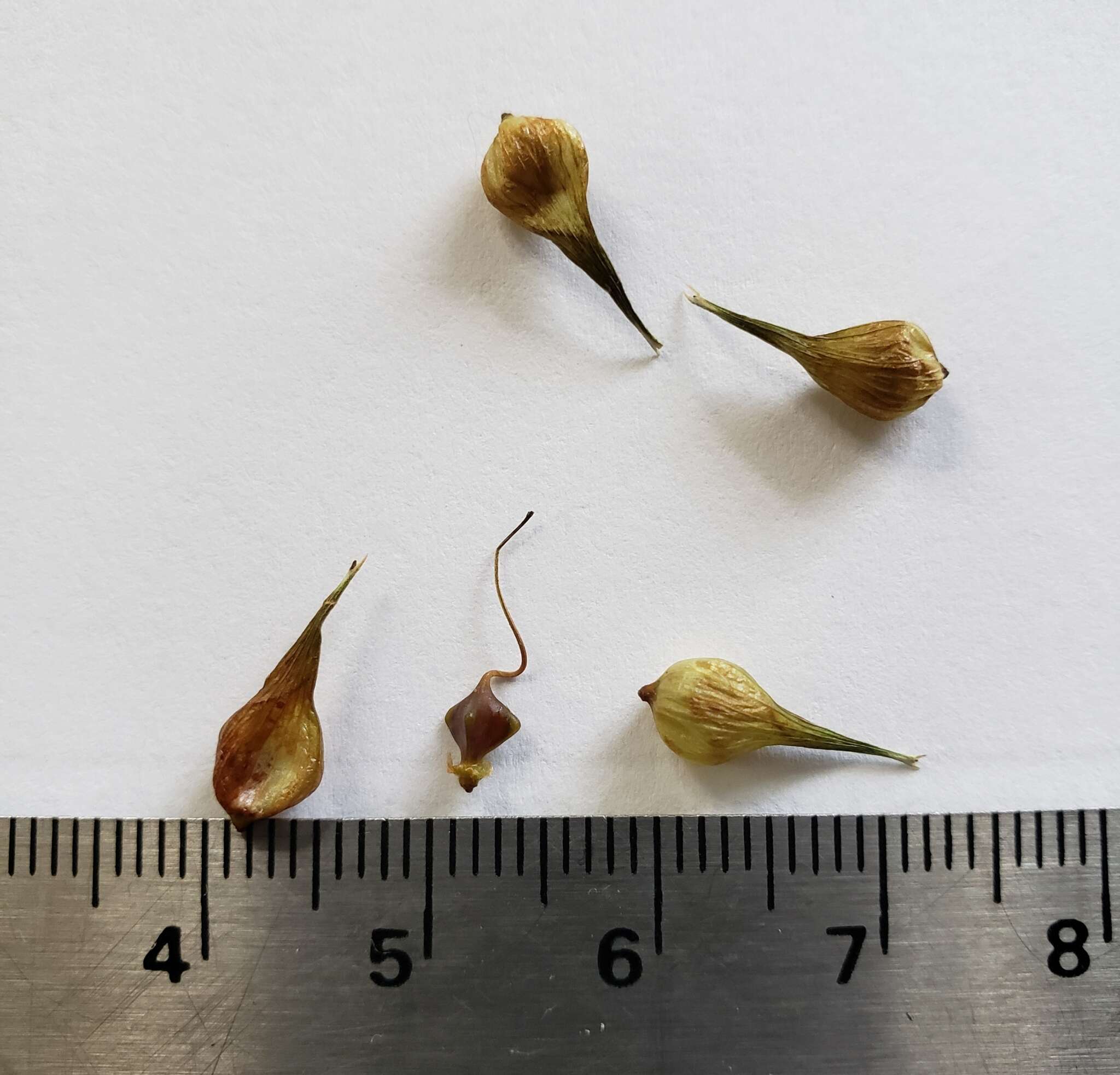 Image of false hop sedge