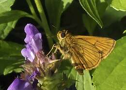 Image of Ochlodes ochracea Bremer 1861