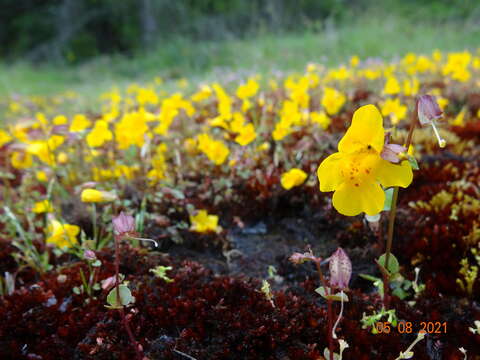 Image of widecalyx monkeyflower