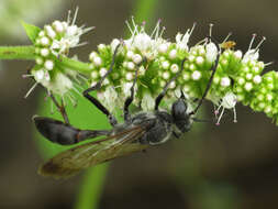 صورة Sphex pruinosus Germar 1817