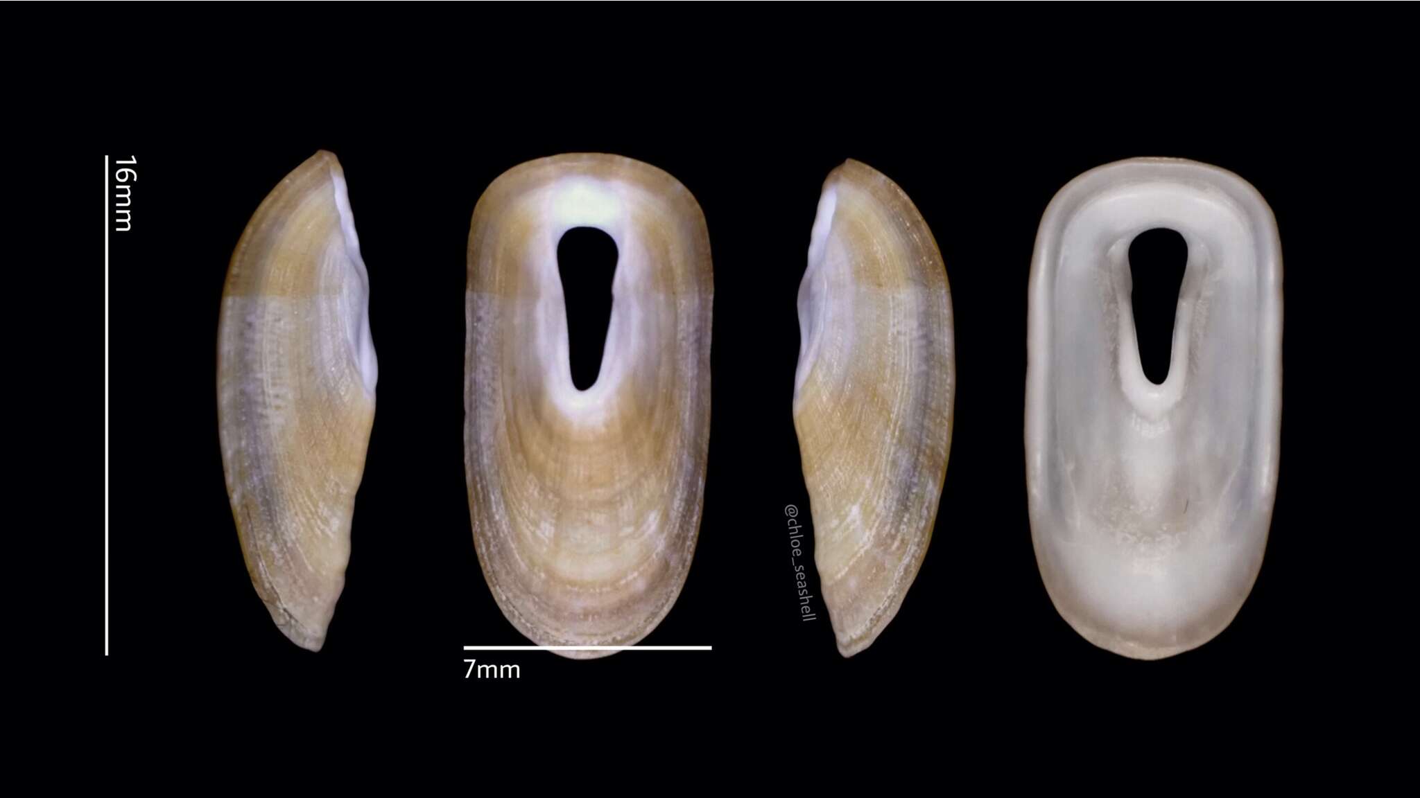 Image de Macroschisma sinense A. Adams 1855