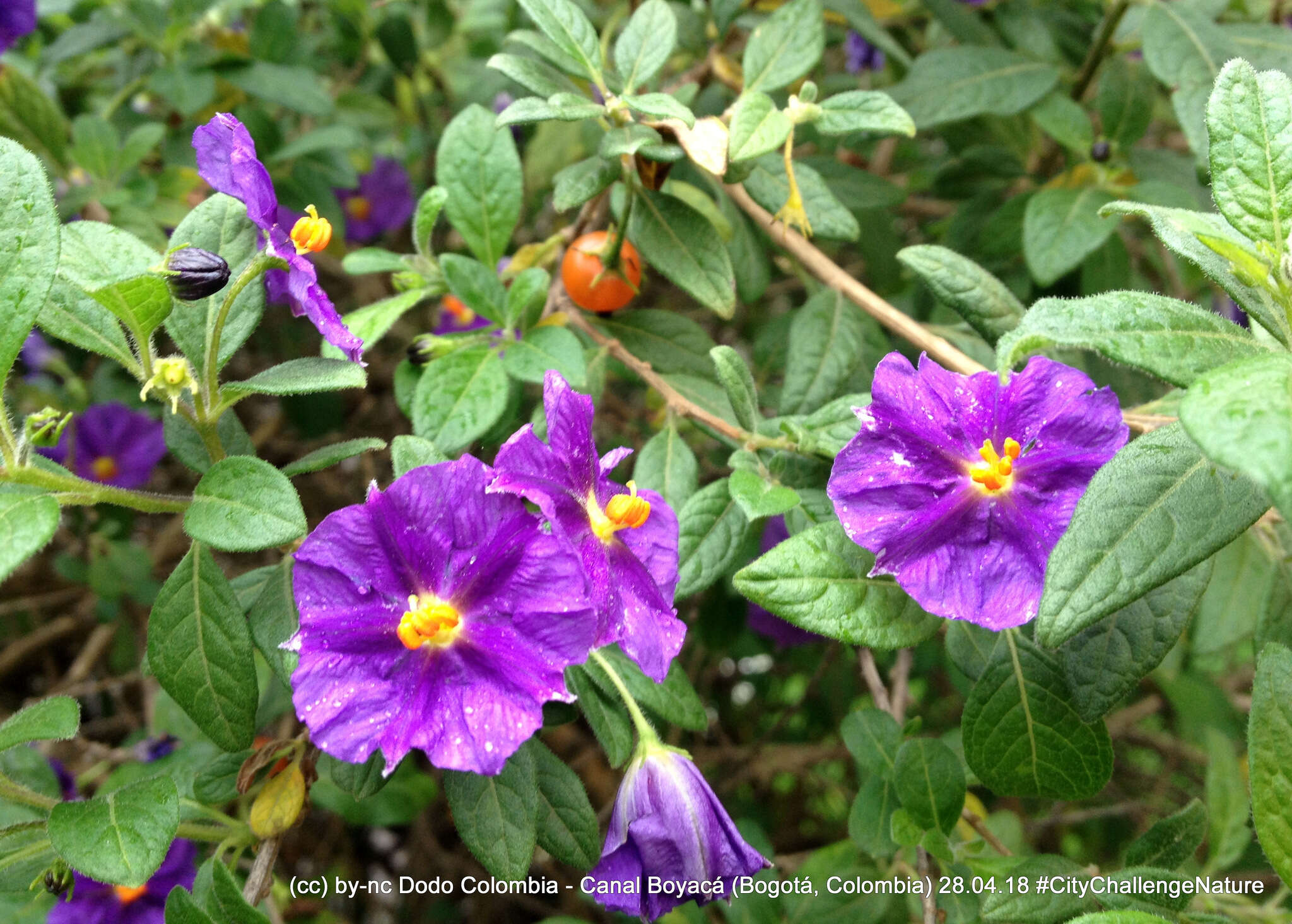 Image de Lycianthes lycioides (L.) Hassler