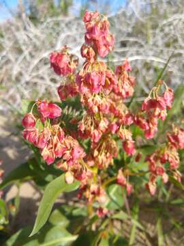 Rumex venosus Pursh的圖片