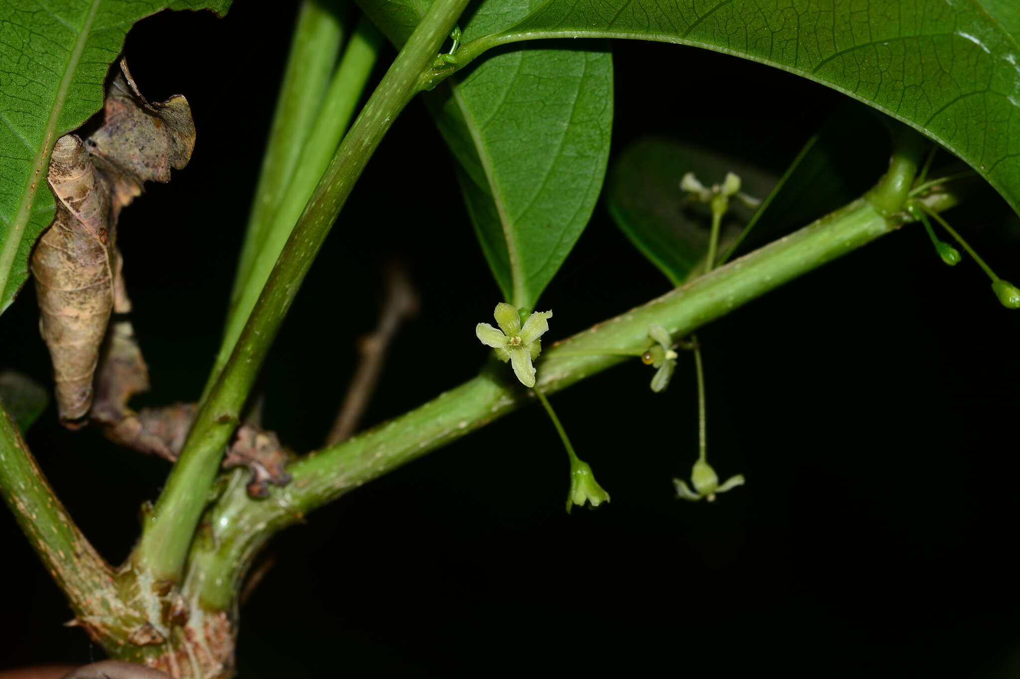 Image of Phyllanthus assamicus Müll. Arg.