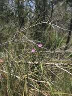 Слика од Ipomoea sagittata Poir.