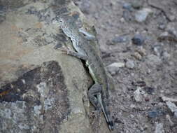 Image of Zebratail lizards