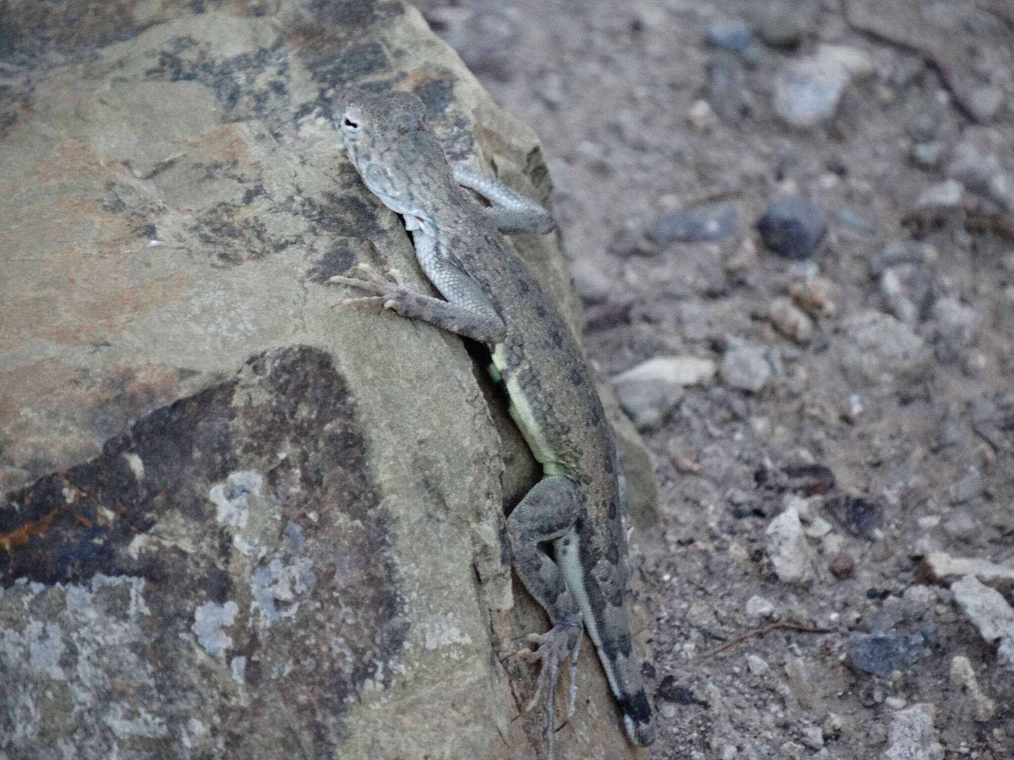 Image of Zebratail lizards
