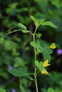 Image of Medicago carstiensis Wulfen