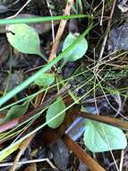 Image of Dixie goldenrod