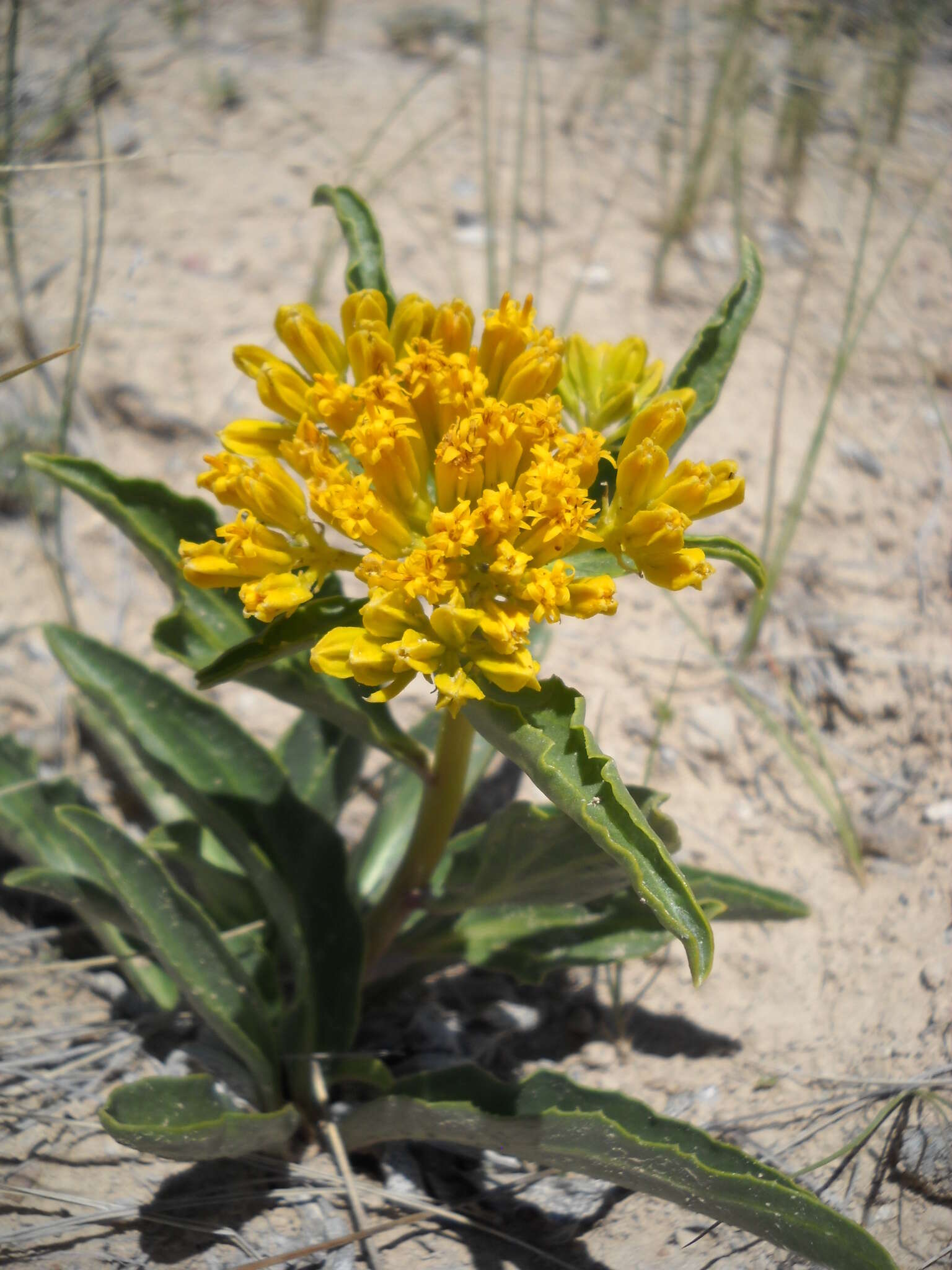 Image of desert yellowhead