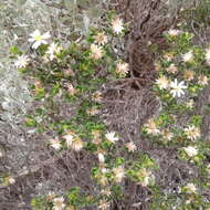 Image of Dusky Daisy-bush