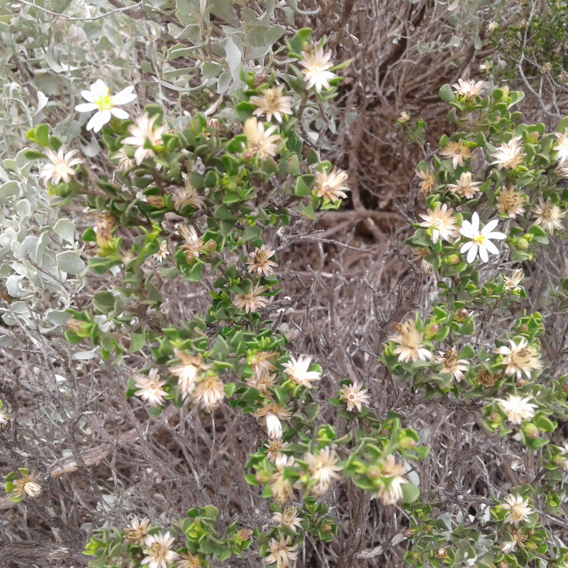 Image de Olearia muelleri (Sonder) Benth.