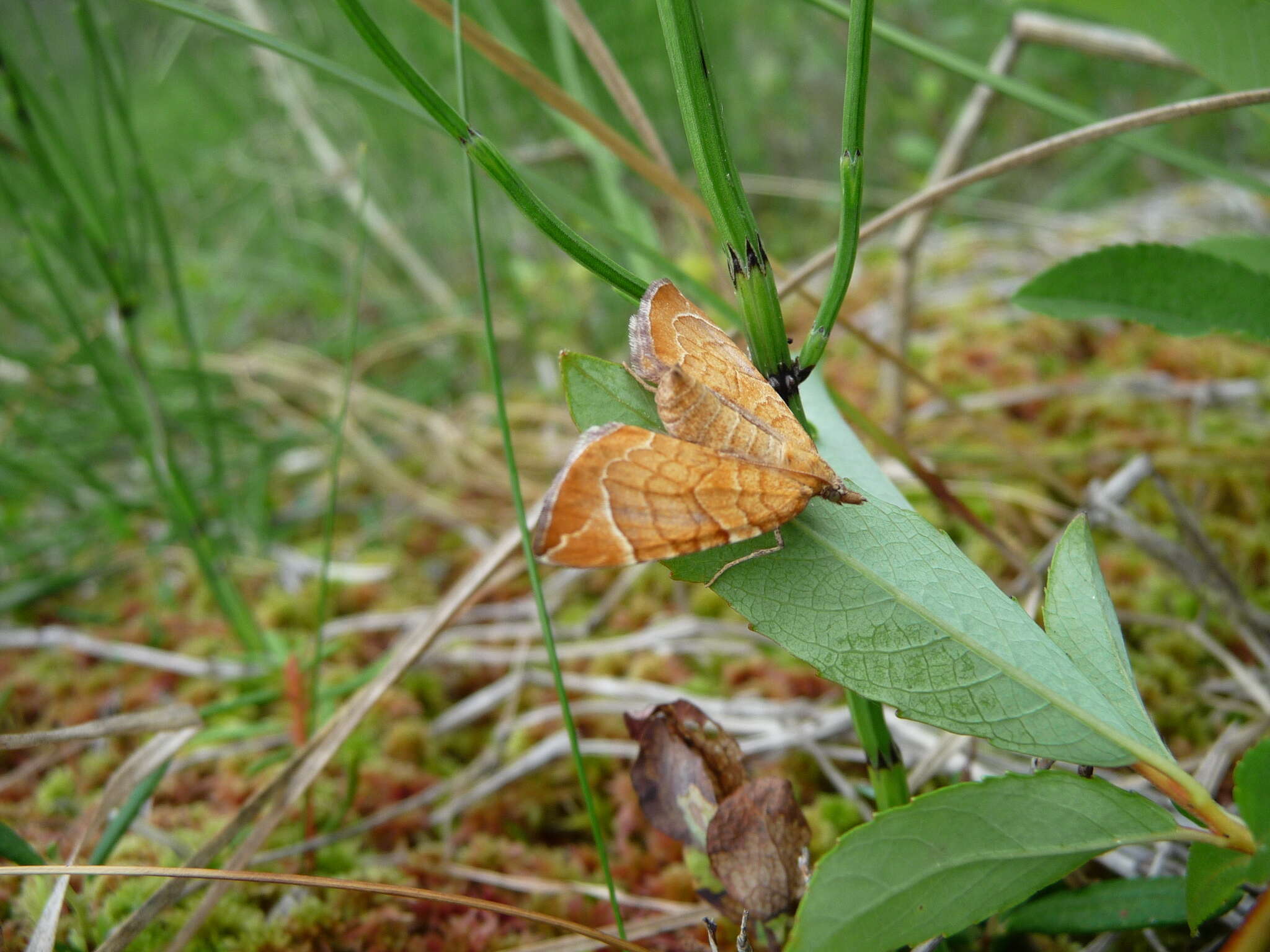 Image of Chevron Moth