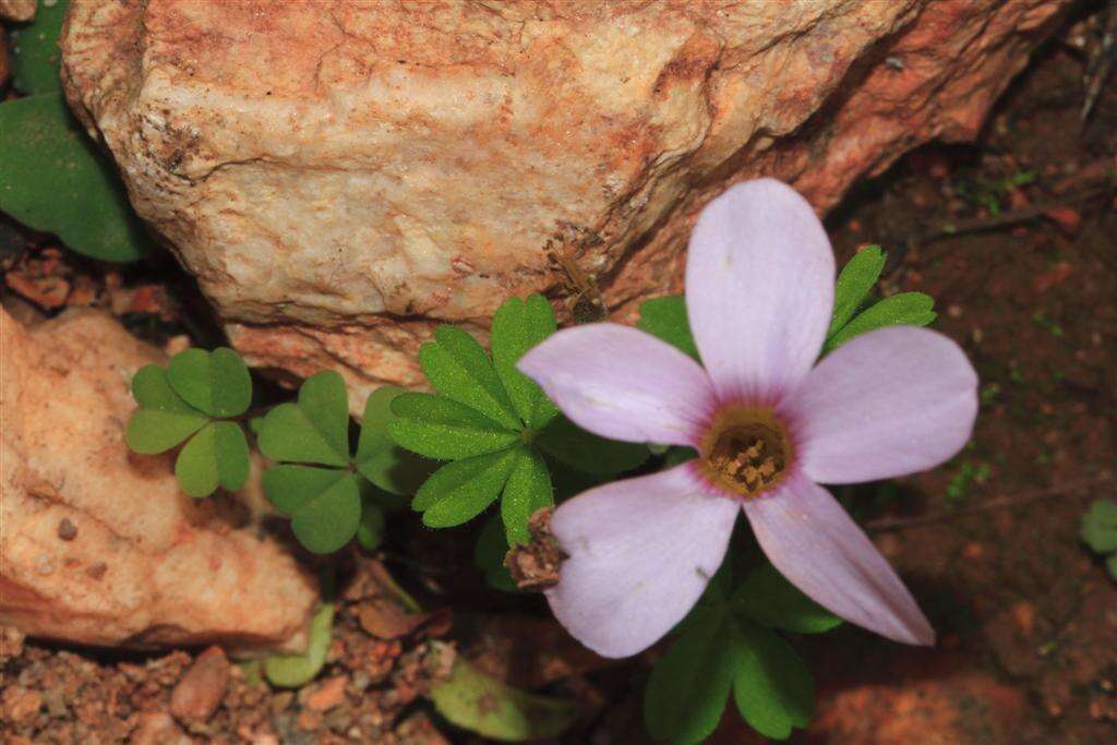 Imagem de Oxalis engleriana Schlechter